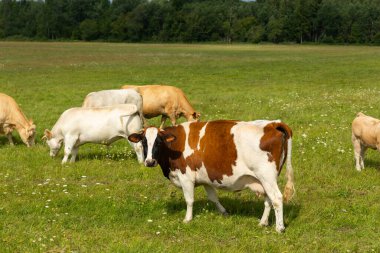 Çayırda otlayan ineklerin olduğu güzel bir yaz sabahı manzarası. Letonya, Kuzey Avrupa 'da sığırlı kırsal alan.