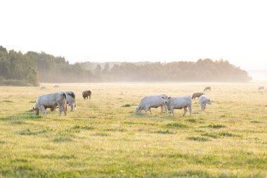 Çayırda otlayan ineklerin olduğu güzel bir yaz sabahı manzarası. Letonya, Kuzey Avrupa 'da sığırlı kırsal alan.