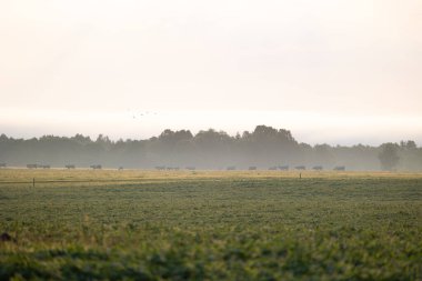 Çayırda otlayan ineklerin olduğu güzel bir yaz sabahı manzarası. Letonya, Kuzey Avrupa 'da sığırlı kırsal alan.