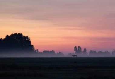 Yaz otlağında yürüyen bir geyikle güzel bir gün doğumu manzarası. Letonya kırsalının mevsimlik manzarası, Kuzey Avrupa.