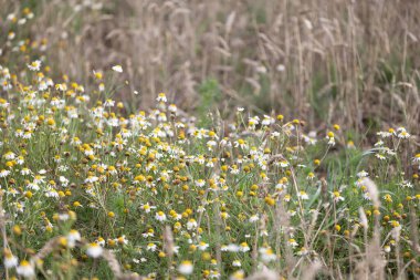 Yaz çayırlarında açan güzel papatyalar. Letonya 'nın güneşli kırsal manzarası, Kuzey Avrupa.