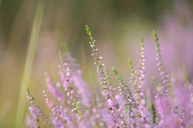 Yaz ormanlarında açan güzel pembe fundalık. Letonya 'nın Woodlands manzarası, Kuzey Avrupa.