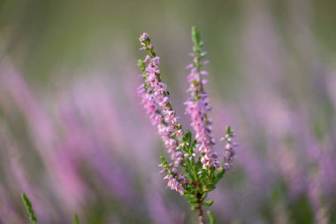 Yaz ormanlarında açan güzel pembe fundalık. Letonya 'nın Woodlands manzarası, Kuzey Avrupa.