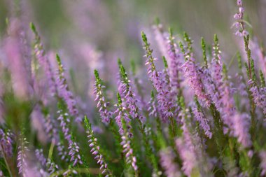 Yaz ormanlarında açan güzel pembe fundalık. Letonya 'nın Woodlands manzarası, Kuzey Avrupa.