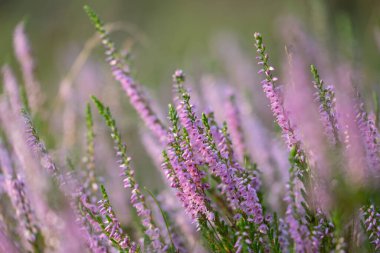 Yaz ormanlarında açan güzel pembe fundalık. Letonya 'nın Woodlands manzarası, Kuzey Avrupa.