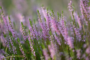 Yaz ormanlarında açan güzel pembe fundalık. Letonya 'nın Woodlands manzarası, Kuzey Avrupa.