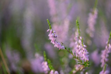 Yaz ormanlarında açan güzel pembe fundalık. Letonya 'nın Woodlands manzarası, Kuzey Avrupa.
