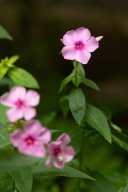 Yaz bahçesinde açan güzel pembe fenox çiçekleri. Letonya 'nın kırsal manzarası, Kuzey Avrupa.