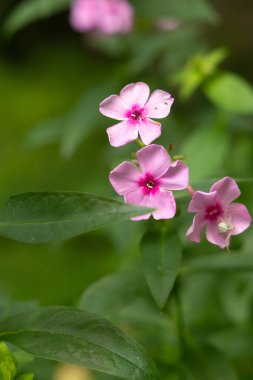 Yaz bahçesinde açan güzel pembe fenox çiçekleri. Letonya 'nın kırsal manzarası, Kuzey Avrupa.