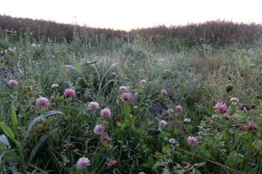 Yaz çayırlarında açan güzel pembe çiçekler. Letonya 'nın doğal kırsal manzarası, Kuzey Avrupa.