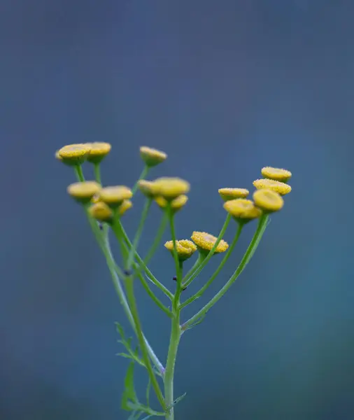 Stock image Beautiful yellow tansy blooming in the summer meadow. Natural summertime scenery of rural Latvia, Northern Europe.