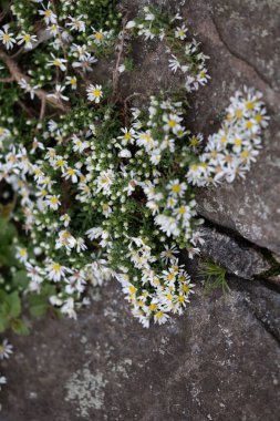 Sonbahar bahçesinde açan beyaz, narin çiçekler. Düsseldorf, Almanya 'daki Parkland manzarası.