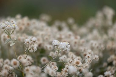 Sonbahar bahçesinde açan beyaz, narin çiçekler. Düsseldorf, Almanya 'daki Parkland manzarası.