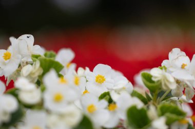 Sonbahar bahçesinde açan güzel beyaz çiçekler. Almanya, Düsseldorf 'a park et..