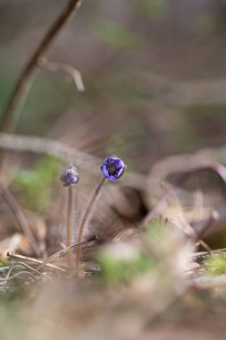Bahar ormanında çiçek açan harika bir anemon sarısı. Letonya, Kuzey Avrupa 'nın İlkbahar Orman Manzarası.