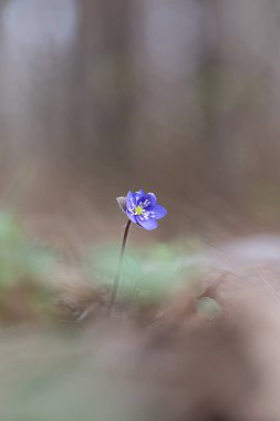 Bahar ormanında çiçek açan harika bir anemon sarısı. Letonya, Kuzey Avrupa 'nın İlkbahar Orman Manzarası.