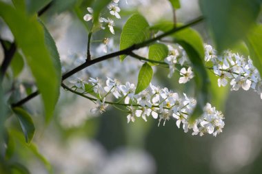 Bahar ormanında güzel beyaz kuş kiraz ağacı çiçek açar. Letonya, Kuzey Avrupa 'daki yerli bitkilerin güneşli ormanlık manzarası.
