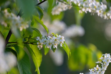 Bahar ormanında güzel beyaz kuş kiraz ağacı çiçek açar. Letonya, Kuzey Avrupa 'daki yerli bitkilerin güneşli ormanlık manzarası.
