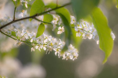 Bahar ormanında güzel beyaz kuş kiraz ağacı çiçek açar. Letonya, Kuzey Avrupa 'daki yerli bitkilerin güneşli ormanlık manzarası.