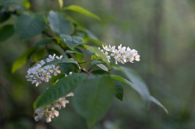Bahar ormanında güzel beyaz kuş kiraz ağacı çiçek açar. Letonya, Kuzey Avrupa 'daki yerli bitkilerin güneşli ormanlık manzarası.