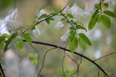 Bahar ormanında güzel beyaz kuş kiraz ağacı çiçek açar. Letonya, Kuzey Avrupa 'daki yerli bitkilerin güneşli ormanlık manzarası.