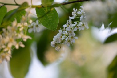 Bahar ormanında güzel beyaz kuş kiraz ağacı çiçek açar. Letonya, Kuzey Avrupa 'daki yerli bitkilerin güneşli ormanlık manzarası.