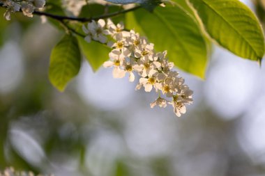 Bahar ormanında güzel beyaz kuş kiraz ağacı çiçek açar. Letonya, Kuzey Avrupa 'daki yerli bitkilerin güneşli ormanlık manzarası.