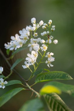 Bahar ormanında güzel beyaz kuş kiraz ağacı çiçek açar. Letonya, Kuzey Avrupa 'daki yerli bitkilerin güneşli ormanlık manzarası.