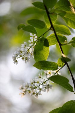 Bahar ormanında güzel beyaz kuş kiraz ağacı çiçek açar. Letonya, Kuzey Avrupa 'daki yerli bitkilerin güneşli ormanlık manzarası.
