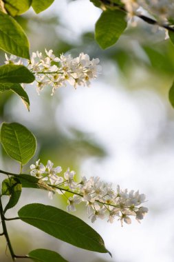 Bahar ormanında güzel beyaz kuş kiraz ağacı çiçek açar. Letonya, Kuzey Avrupa 'daki yerli bitkilerin güneşli ormanlık manzarası.