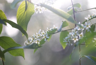 Bahar ormanında güzel beyaz kuş kiraz ağacı çiçek açar. Letonya, Kuzey Avrupa 'daki yerli bitkilerin güneşli ormanlık manzarası.