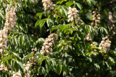 Baharda kestane ağacının güzel beyaz çiçekleri. Letonya, Kuzey Avrupa 'da doğal bahar manzarası.