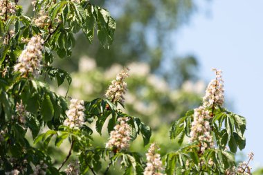 Baharda kestane ağacının güzel beyaz çiçekleri. Letonya, Kuzey Avrupa 'da doğal bahar manzarası.