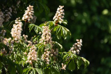 Baharda kestane ağacının güzel beyaz çiçekleri. Letonya, Kuzey Avrupa 'da doğal bahar manzarası.