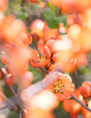 Baharda cydonia çalılarının güzel portakal çiçekleri. Letonya, Kuzey Avrupa 'daki doğal bahçe manzarası.