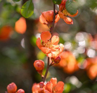 Baharda cydonia çalılarının güzel portakal çiçekleri. Letonya, Kuzey Avrupa 'daki doğal bahçe manzarası.