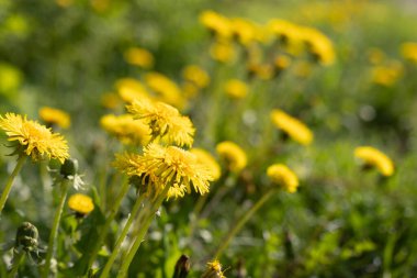 Güneşli bahar çayırlarında açan güzel sarı karahindibalar. Letonya 'nın doğal bahar manzarası, Kuzey Avrupa.