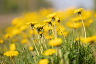 Güneşli bahar çayırlarında açan güzel sarı karahindibalar. Letonya 'nın doğal bahar manzarası, Kuzey Avrupa.