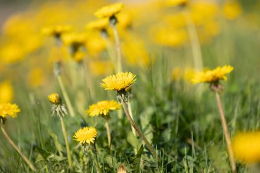 Güneşli bahar çayırlarında açan güzel sarı karahindibalar. Letonya 'nın doğal bahar manzarası, Kuzey Avrupa.