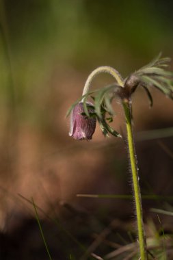 Bahar ormanı zemininde çiçek açan güzel bir anemon pratensis. Letonya, Kuzey Avrupa 'da çiçekli doğal manzara.
