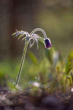 Bahar ormanı zemininde çiçek açan güzel bir anemon pratensis. Letonya, Kuzey Avrupa 'da çiçekli doğal manzara.