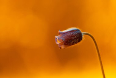Bahar ormanı zemininde çiçek açan güzel bir anemon pratensis. Letonya, Kuzey Avrupa 'da çiçekli doğal manzara.