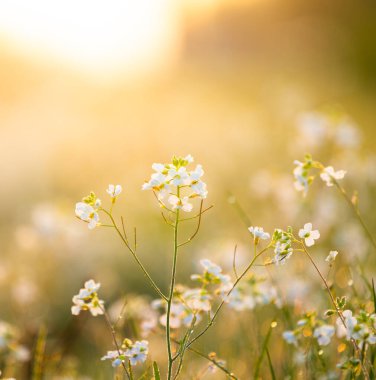 İlkbaharda açan güzel, beyaz, narin çiçekler. Letonya 'nın doğal manzarası, Kuzey Avrupa.