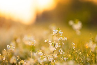 İlkbaharda açan güzel, beyaz, narin çiçekler. Letonya 'nın doğal manzarası, Kuzey Avrupa.