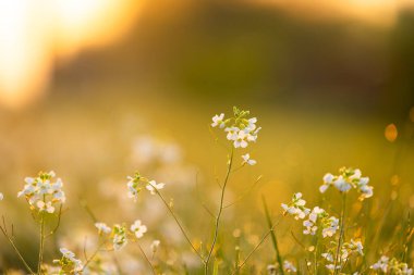 İlkbaharda açan güzel, beyaz, narin çiçekler. Letonya 'nın doğal manzarası, Kuzey Avrupa.