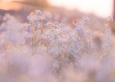 İlkbaharda açan güzel, beyaz, narin çiçekler. Letonya 'nın doğal manzarası, Kuzey Avrupa.