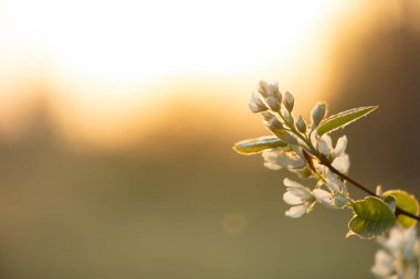 İlkbahar ormanlarında beyaz çiçeklerle açan güzel bir çalı. Letonya 'nın doğal orman manzarası, Kuzey Avrupa.