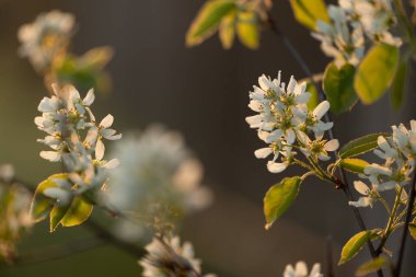 İlkbahar ormanlarında beyaz çiçeklerle açan güzel bir çalı. Letonya 'nın doğal orman manzarası, Kuzey Avrupa.