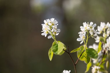 İlkbahar ormanlarında beyaz çiçeklerle açan güzel bir çalı. Letonya 'nın doğal orman manzarası, Kuzey Avrupa.