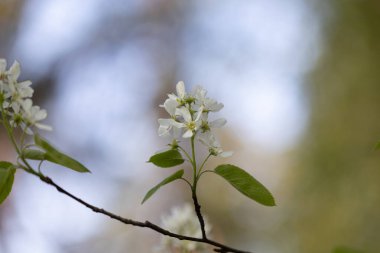 İlkbahar ormanlarında beyaz çiçeklerle açan güzel bir çalı. Letonya 'nın doğal orman manzarası, Kuzey Avrupa.